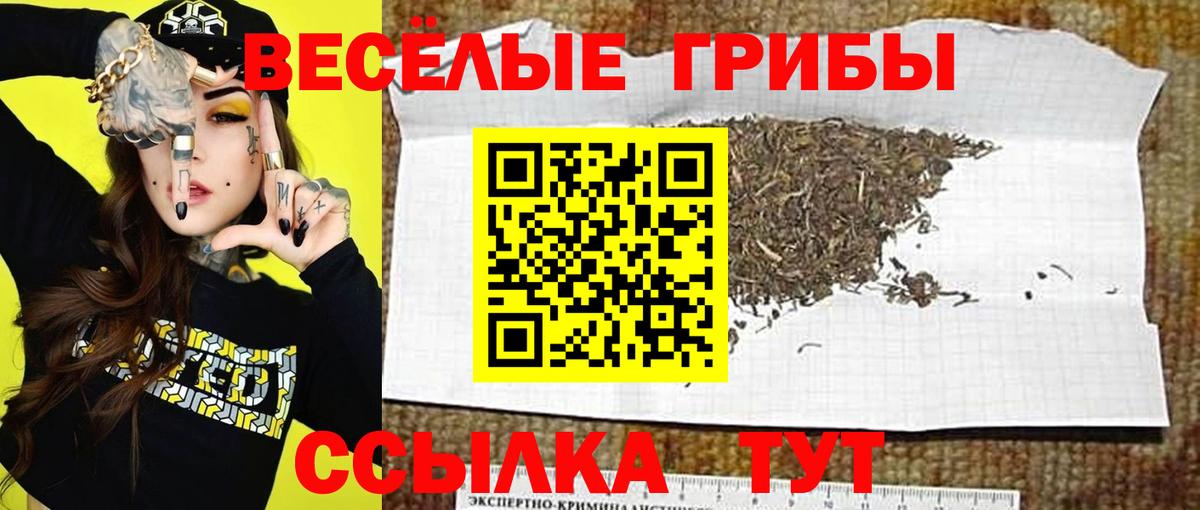 Камышин  Псилоцибиновые грибы Cubensis  Вход с VPN  Галлюциногенные грибы мицелий 